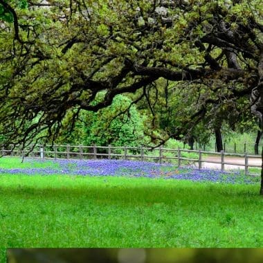 Image of a lush green backyard with large overhanging oak tree and vibrant purple flowers near wooden fence for a Post Oak firewood profile.
