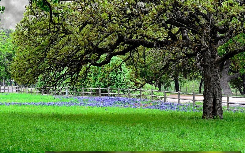 Image of a lush green backyard with large overhanging oak tree and vibrant purple flowers near wooden fence for a Post Oak firewood profile.