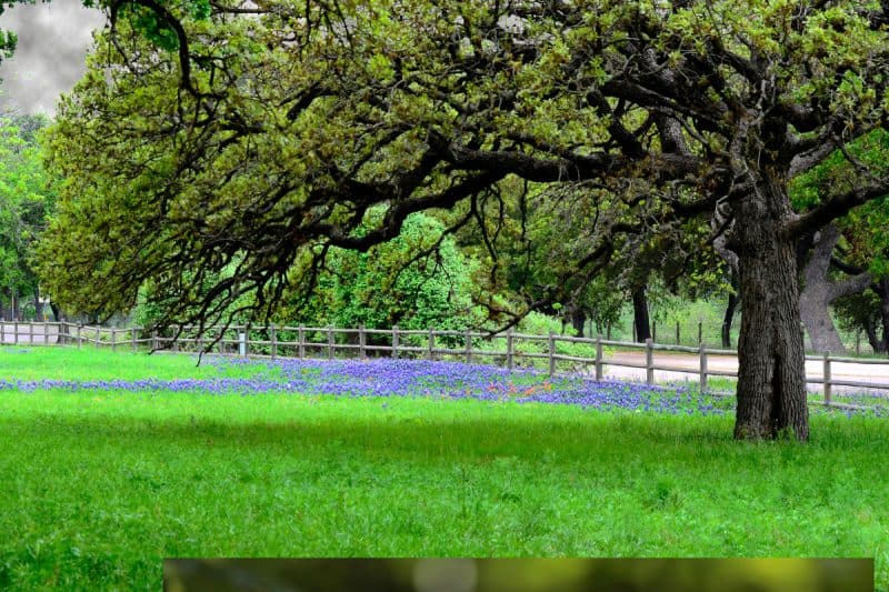 Image of a lush green backyard with large overhanging oak tree and vibrant purple flowers near wooden fence for a Post Oak firewood profile.