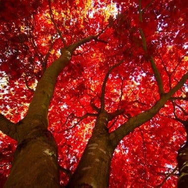 Image of a cluster of red maple trees from the ground for a Red Maple firewood profile.