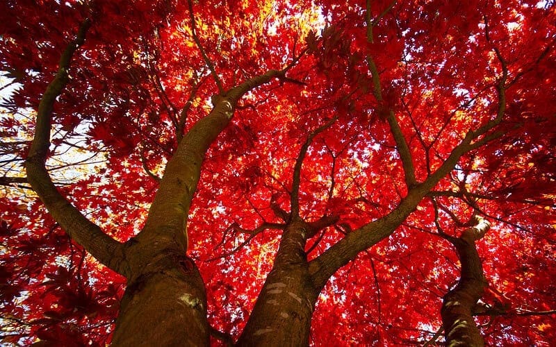 Image of a cluster of red maple trees from the ground for a Red Maple firewood profile.
