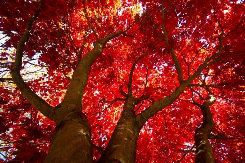 Image of a cluster of red maple trees from the ground for a Red Maple firewood profile.