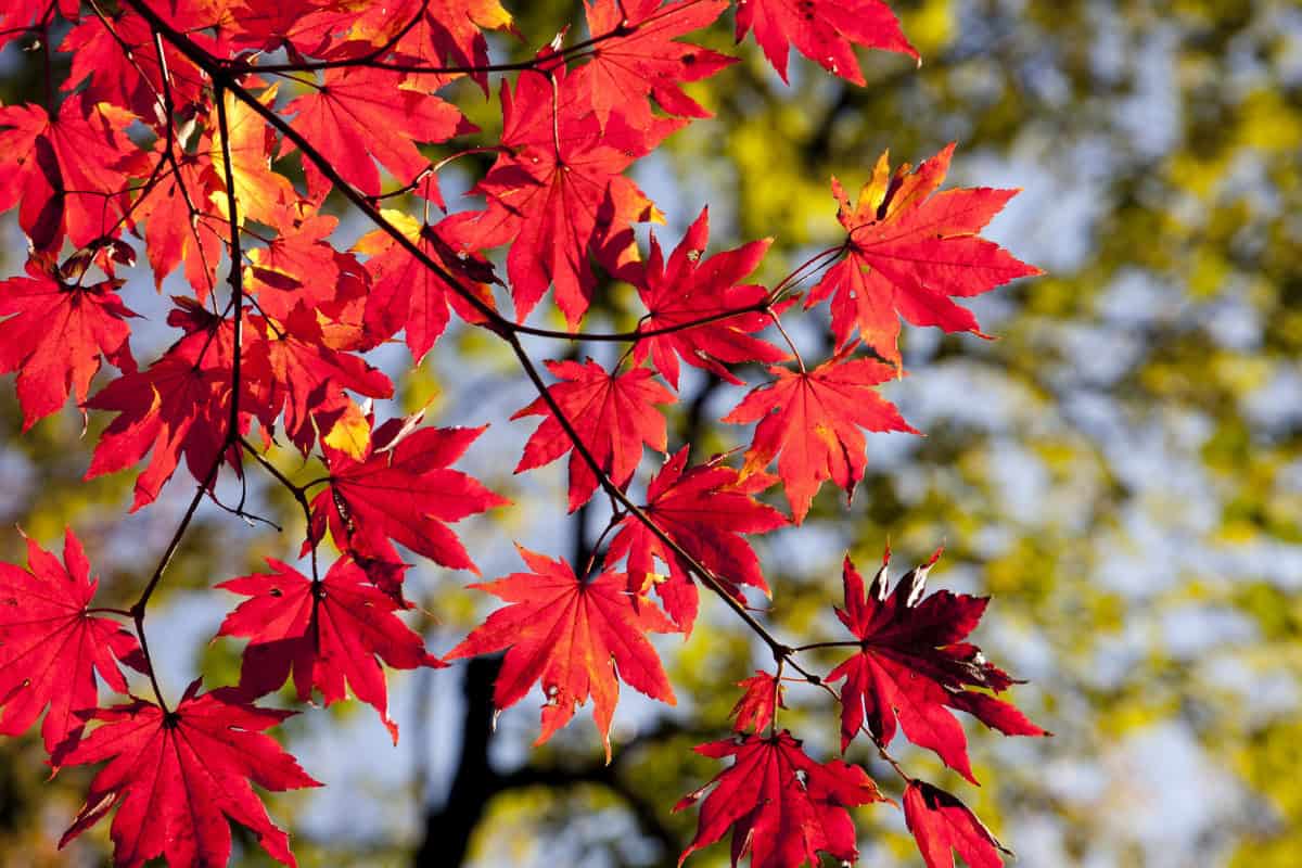 Image of the branches and leaves of a red maple tree for a Red Maple Firewood Profile.