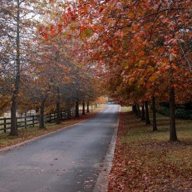 Image of red oak trees flanking a country road for a Red Oak Firewood profile.