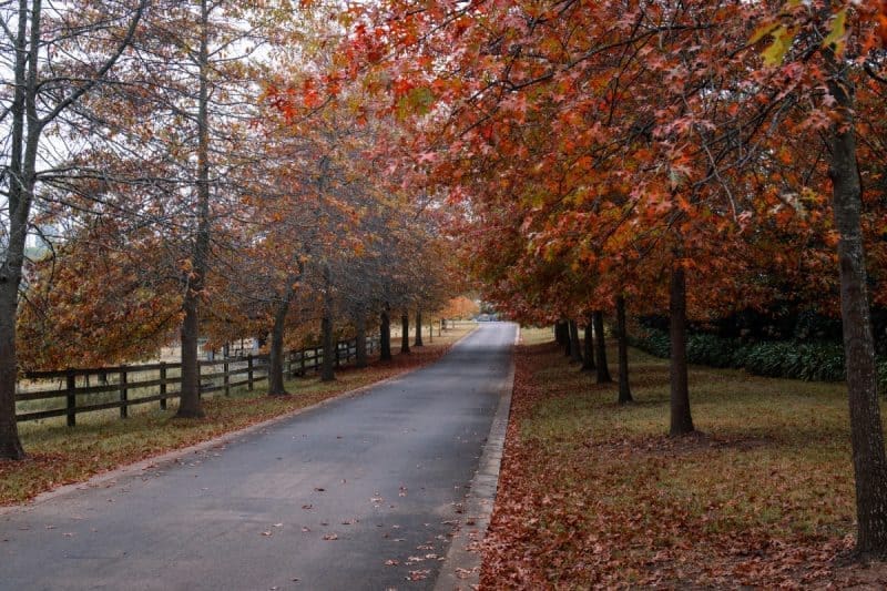 Image of red oak trees flanking a country road for a Red Oak Firewood profile.