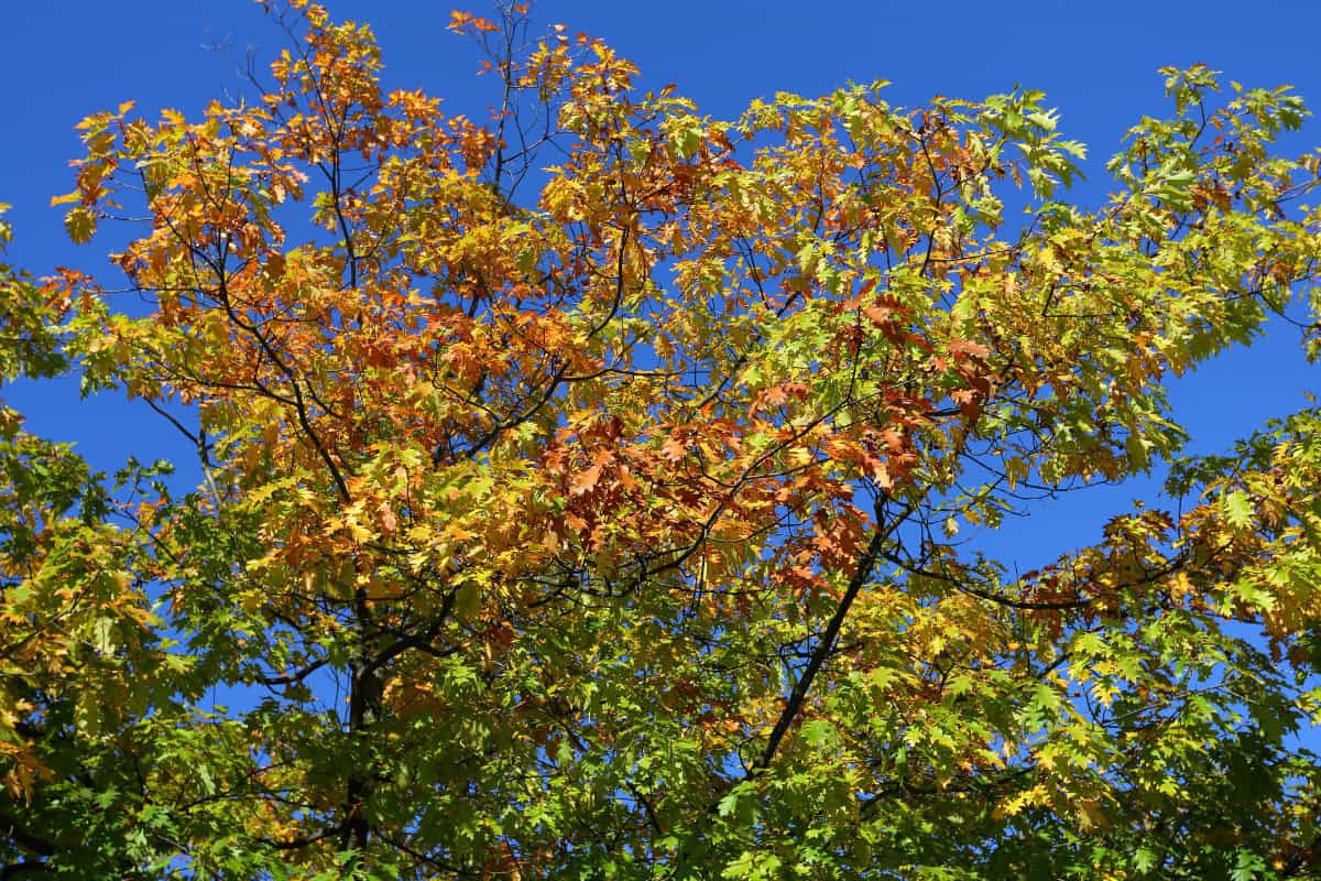 Image of the branches and leaves of a red oak for a Red Oak firewood profile.