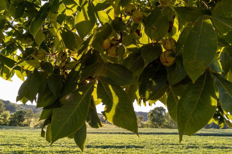Image of the branches of a shagbark hickory tree for a shagbark hickory firewood profile.