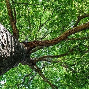 Image of the canopy of a silver maple tree for a Silver Maple firewood profile.