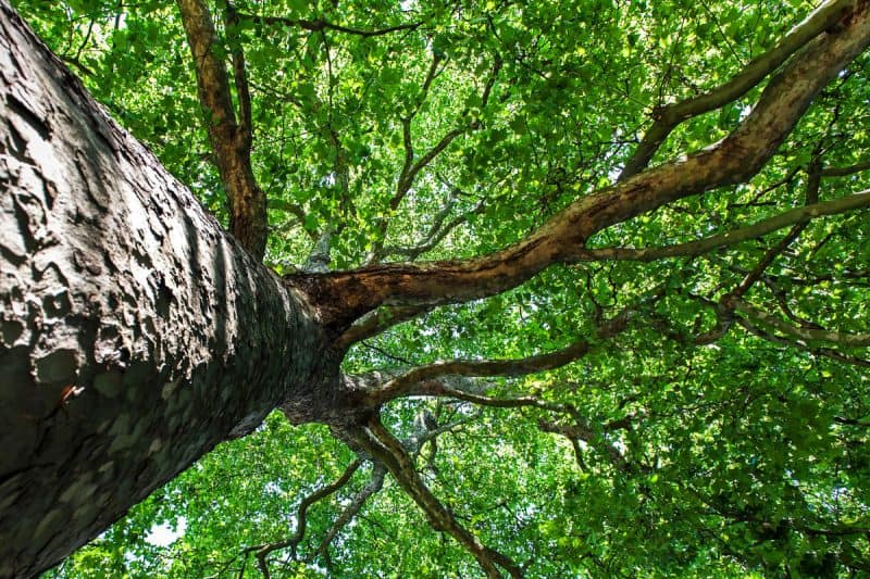 Image of the canopy of a silver maple tree for a Silver Maple firewood profile.