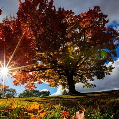 Image of a sugar maple on a hill with sunlight shining through for a Sugar Maple firewood profile.