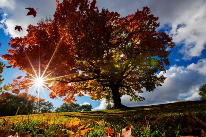 Image of a sugar maple on a hill with sunlight shining through for a Sugar Maple firewood profile.