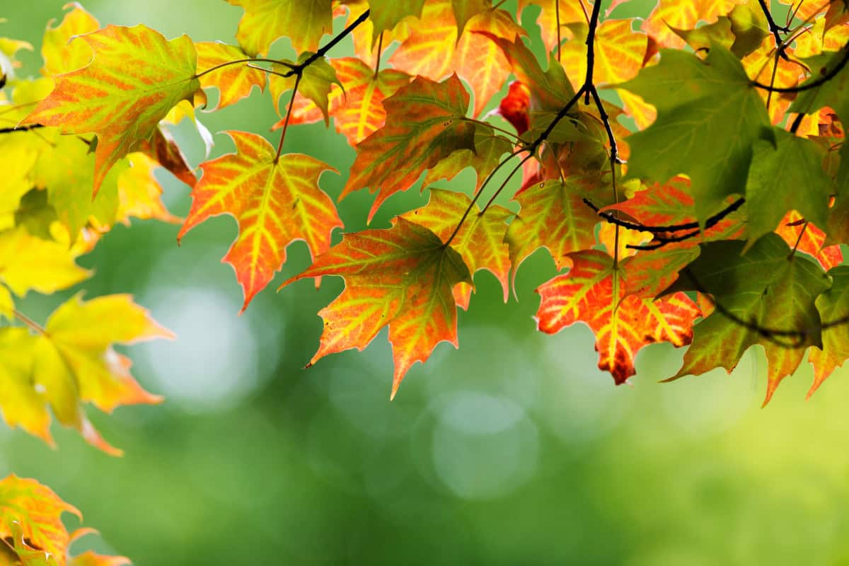 sugar-maple-firewood-profile-main Image of the branches and leaves of a sugar maple tree for a Sugar Maple firewood profile.