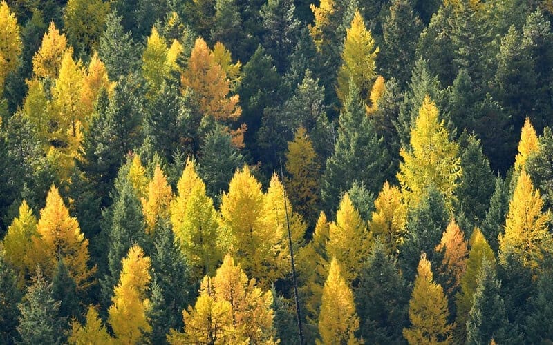 Image of a cluster of Tamarack trees in a forest for a Tamarack firewood profile.