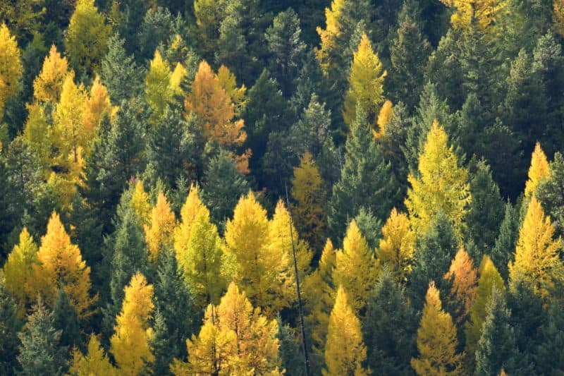 Image of a cluster of Tamarack trees in a forest for a Tamarack firewood profile.