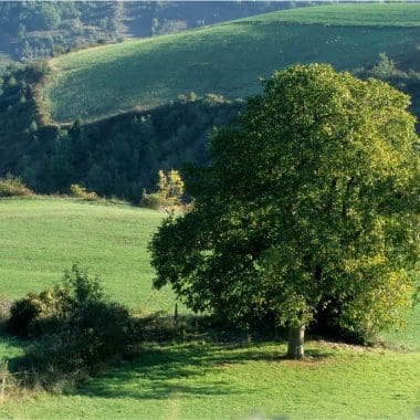 Image of a walnut tree in an open field for a Walnut firewood profile.