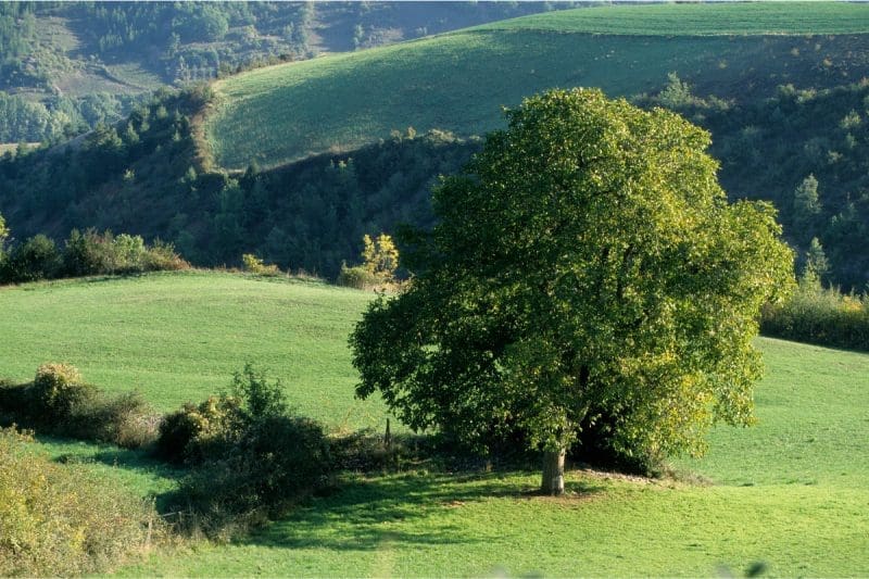 Image of a walnut tree in an open field for a Walnut firewood profile.