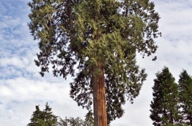 Image of a a section of a Western Red Cedar tree and canopy for a Western Red Cedar firewood profile.