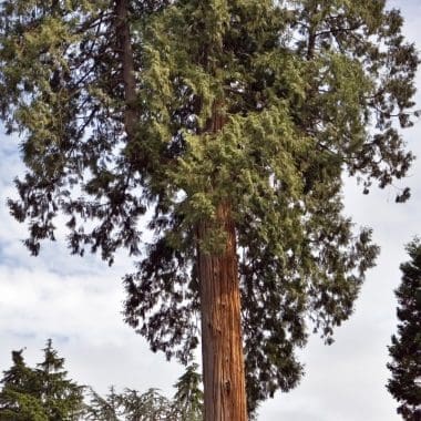 Image of a a section of a Western Red Cedar tree and canopy for a Western Red Cedar firewood profile.