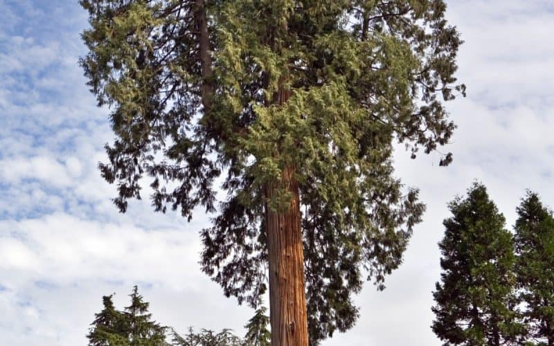 Image of a a section of a Western Red Cedar tree and canopy for a Western Red Cedar firewood profile.