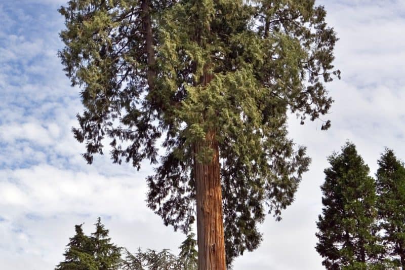 Image of a a section of a Western Red Cedar tree and canopy for a Western Red Cedar firewood profile.