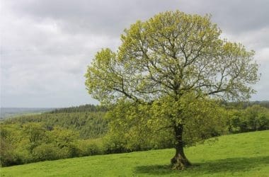 Image of a white ash tree in a grassy field for a White Ash firewood profile.
