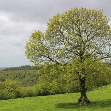 Image of a white ash tree in a grassy field for a White Ash firewood profile.