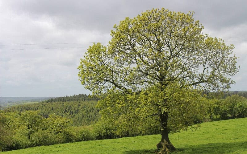 Image of a white ash tree in a grassy field for a White Ash firewood profile.