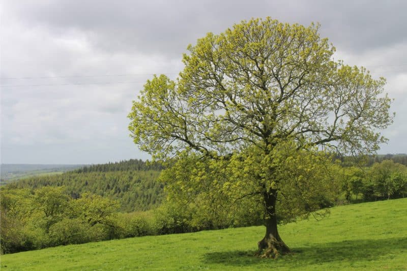 Image of a white ash tree in a grassy field for a White Ash firewood profile.