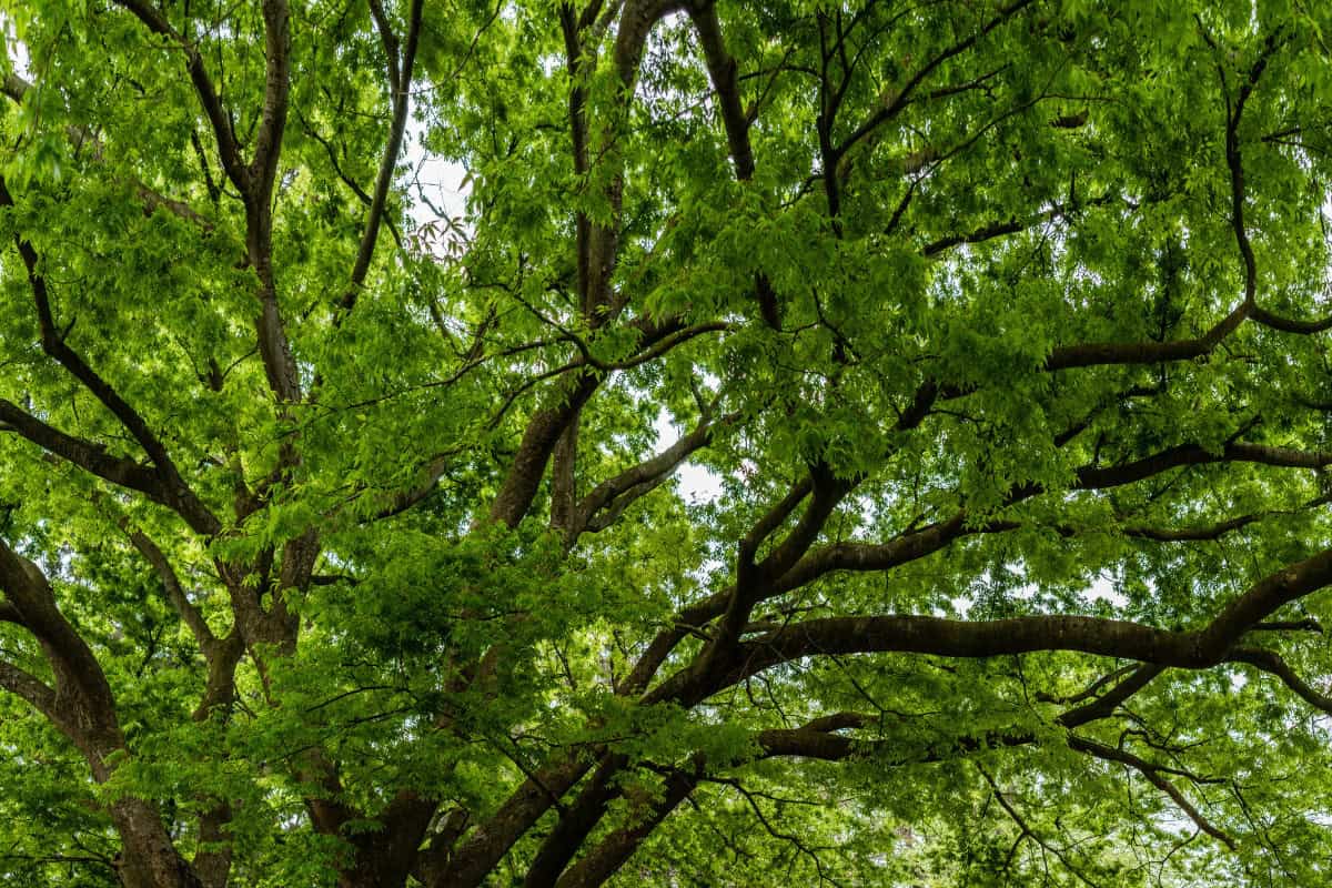 Image of the canopy of a white ash tree for a White Ash firewood profile.