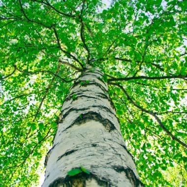 Lush green tree canopy view from below, showcasing vibrant leaves and tall barked trees in a backyard setting. Perfect for outdoor relaxation and nature lovers.