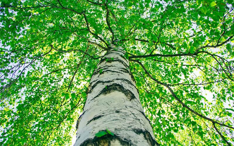 Lush green tree canopy view from below, showcasing vibrant leaves and tall barked trees in a backyard setting. Perfect for outdoor relaxation and nature lovers.