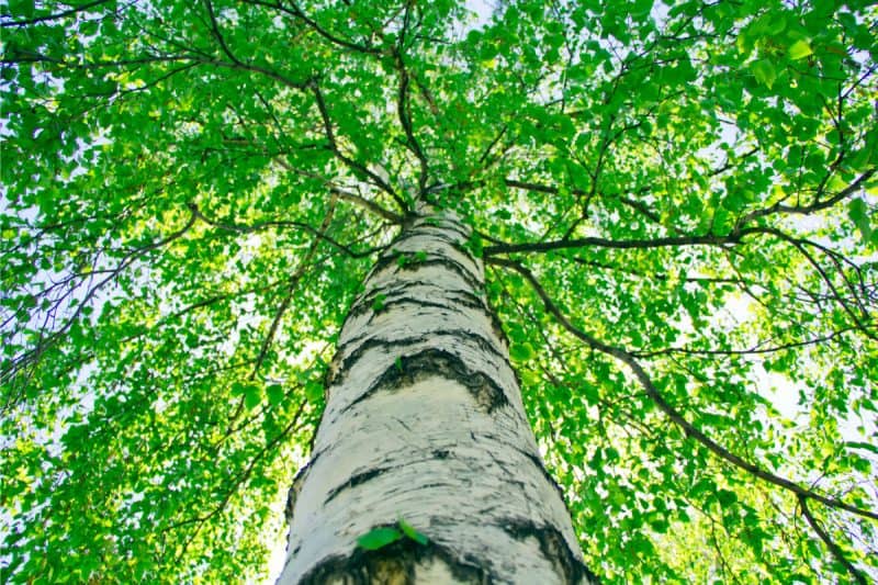 Lush green tree canopy view from below, showcasing vibrant leaves and tall barked trees in a backyard setting. Perfect for outdoor relaxation and nature lovers.