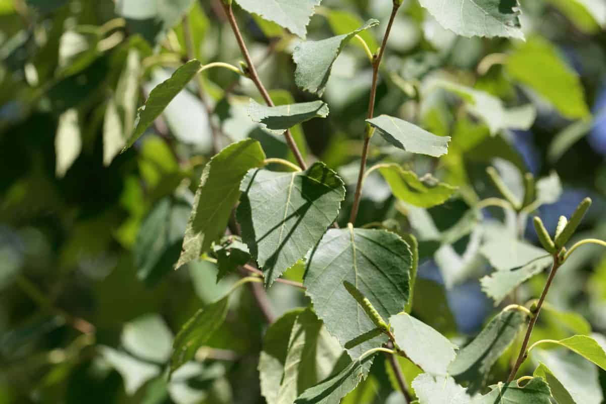 white-birch-firewood-profile-main Lush green leaves of a backyard plant thriving in sunlight, showcasing healthy foliage for delicious, homegrown produce. Perfect for outdoor garden enthusiasts and organic gardening lovers.