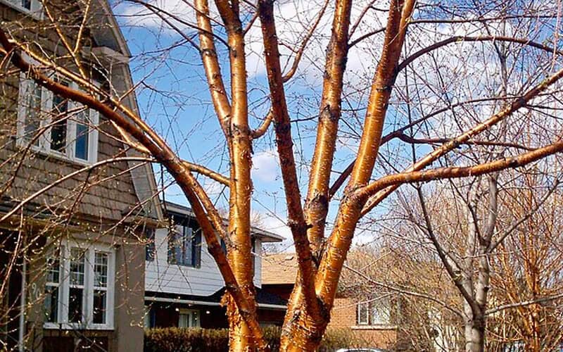 Image of a yellow birch in a neighborhood yard in fall for a Yellow Birch firewood profile.