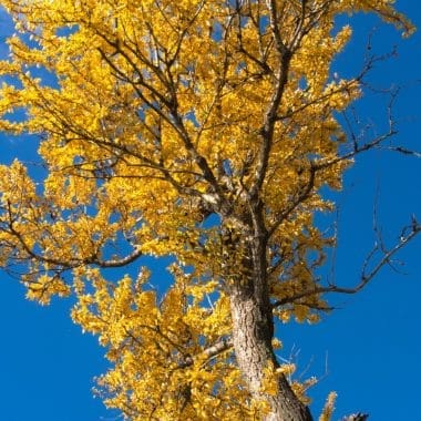 Image of the top of a yellow poplar tree in fall for a Yellow Poplar firewood profile.