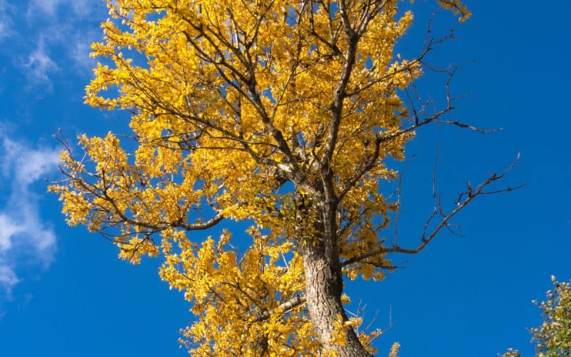 Image of the top of a yellow poplar tree in fall for a Yellow Poplar firewood profile.