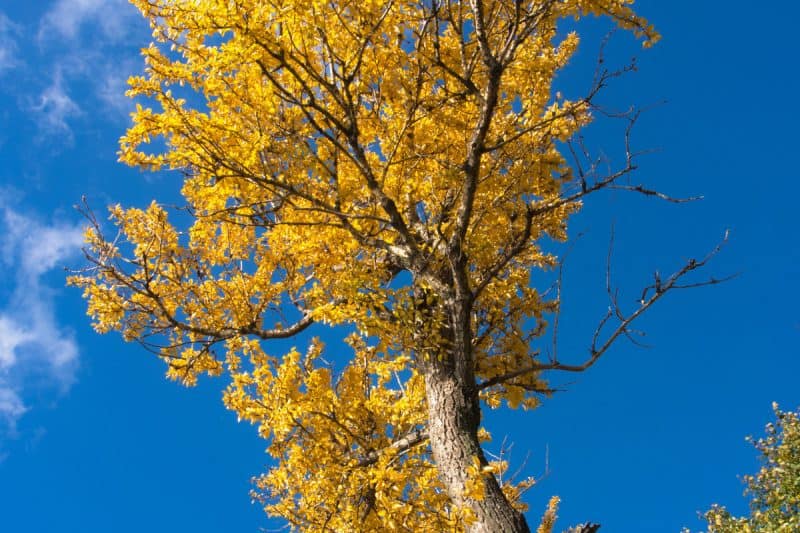 Image of the top of a yellow poplar tree in fall for a Yellow Poplar firewood profile.