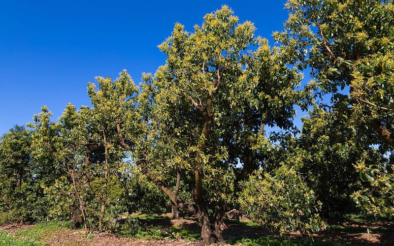 Image of a grove of avocado trees for a Avocado Firewood Profile.