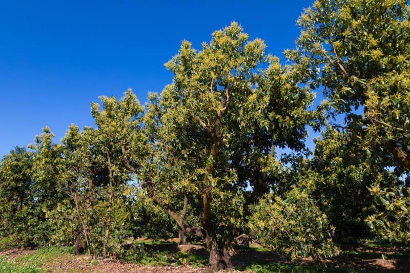 Image of a grove of avocado trees for a Avocado Firewood Profile.