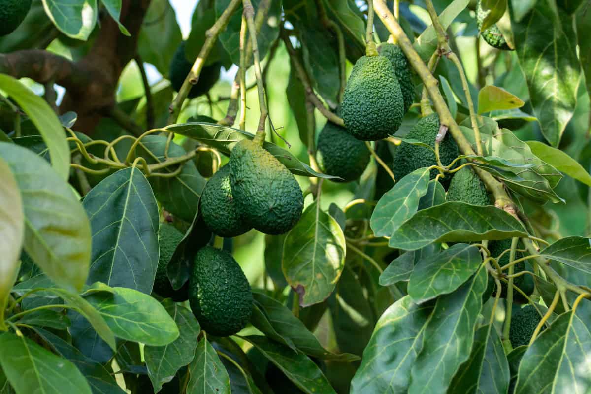 avocado-firewood-profile-main Image of the branches and fruit of an avocado tree for a Avocado Firwood Profile.