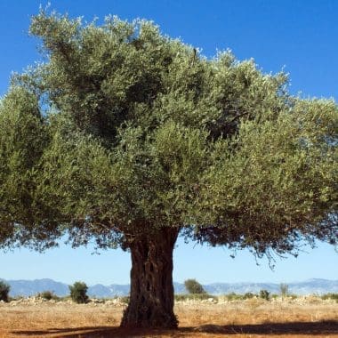 Image of an olive tree in an open field for an Olive Firewood Profile.