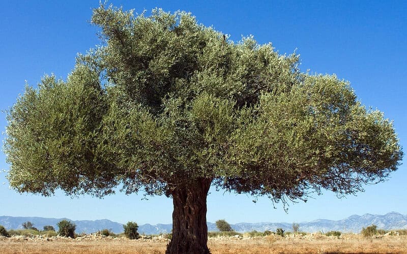 Image of an olive tree in an open field for an Olive Firewood Profile.