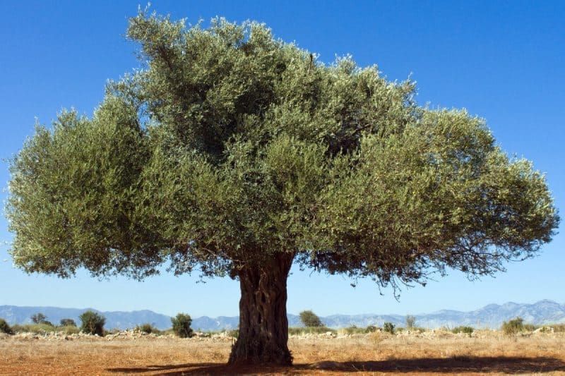 Image of an olive tree in an open field for an Olive Firewood Profile.