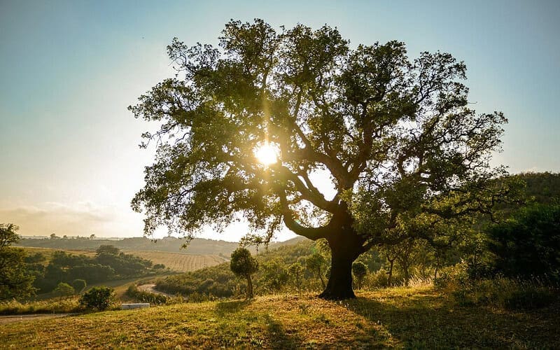 Image of an oak tree in a field with sunlight shining through its branches for an post answering the question, "what are hardwoods?"