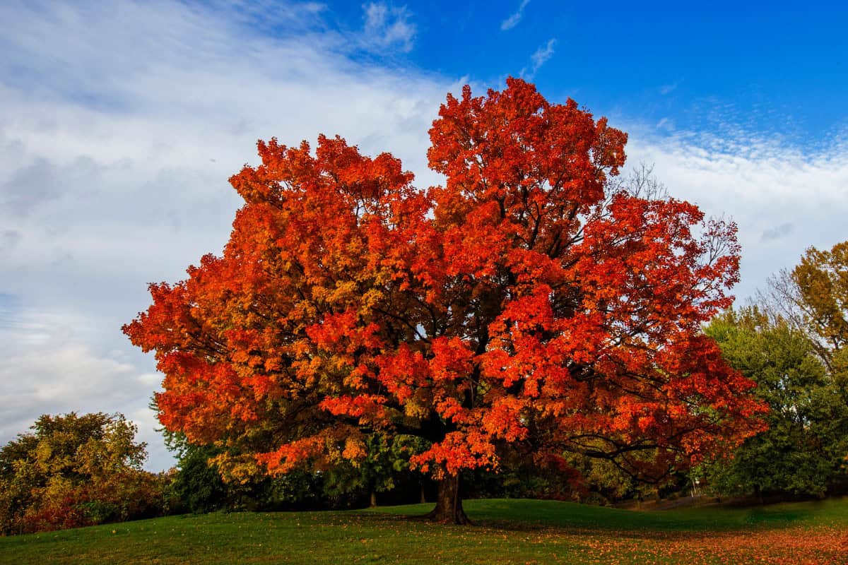 canadian-firewood-prices-main Image of a sugar maple tree in a grassy field for a post on Canadian firewood prices.