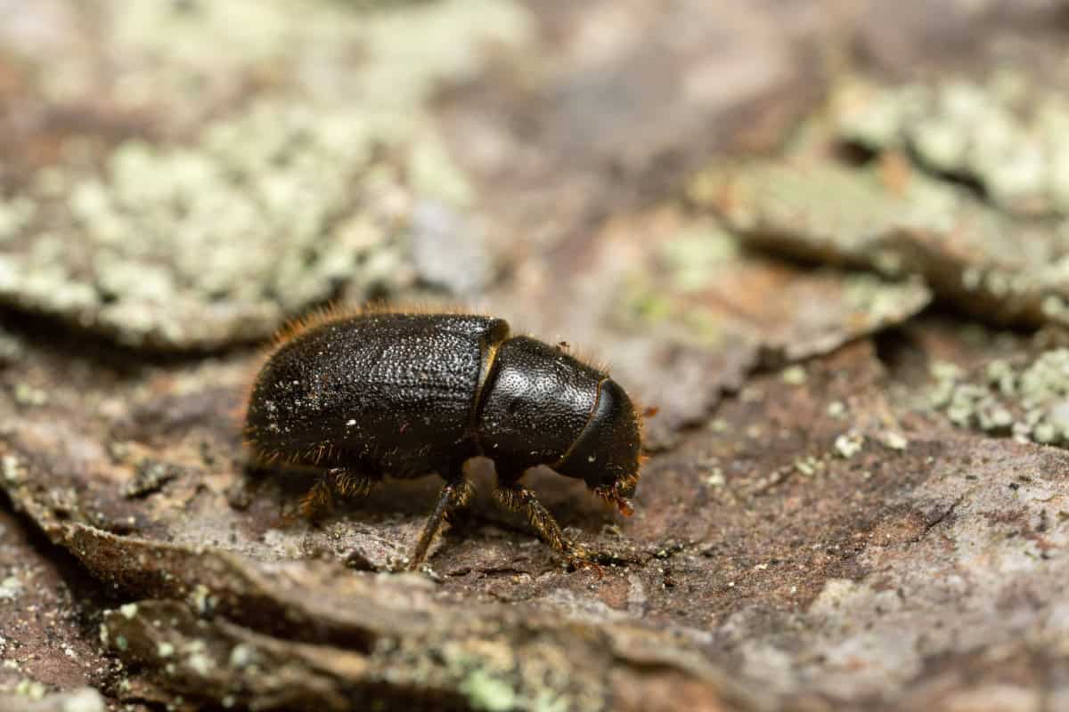 canadian-firewood-prices-market-dynamics Image of a mountain pine beetle chewing on the bark of a pine tree.
