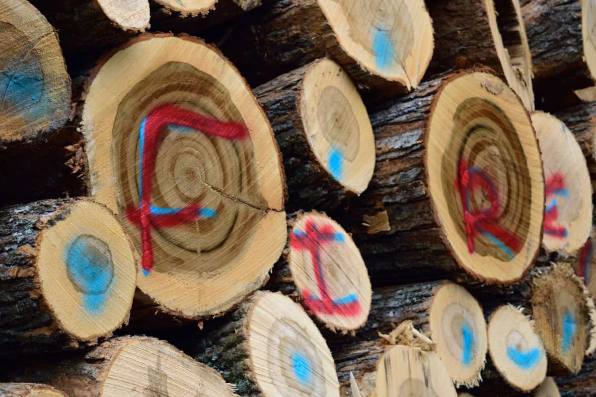 canadian-firewood-prices-quality standards Image of freshly cut sugar maple logs with letters and other markings spray painted on the ends for a post covering Canadian firewood prices.