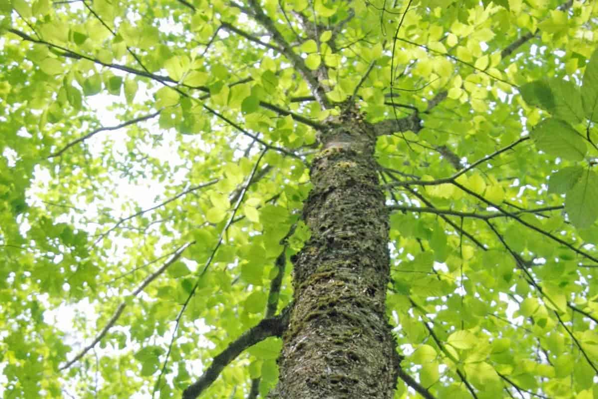 canadian-firewood-prices-wood-species Image of the canopy of a yellow birch tree from the ground.