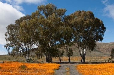 Vibrant orange California poppies blooming in a scenic field with tall trees and mountain backdrop under a partly cloudy sky, showcasing natural beauty and outdoor appeal.