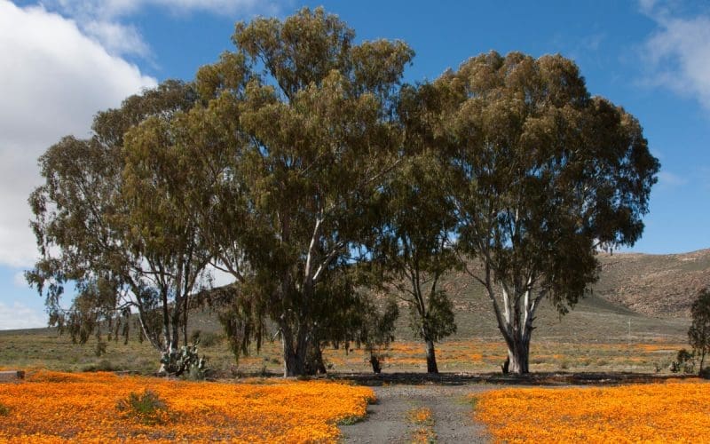 Vibrant orange California poppies blooming in a scenic field with tall trees and mountain backdrop under a partly cloudy sky, showcasing natural beauty and outdoor appeal.